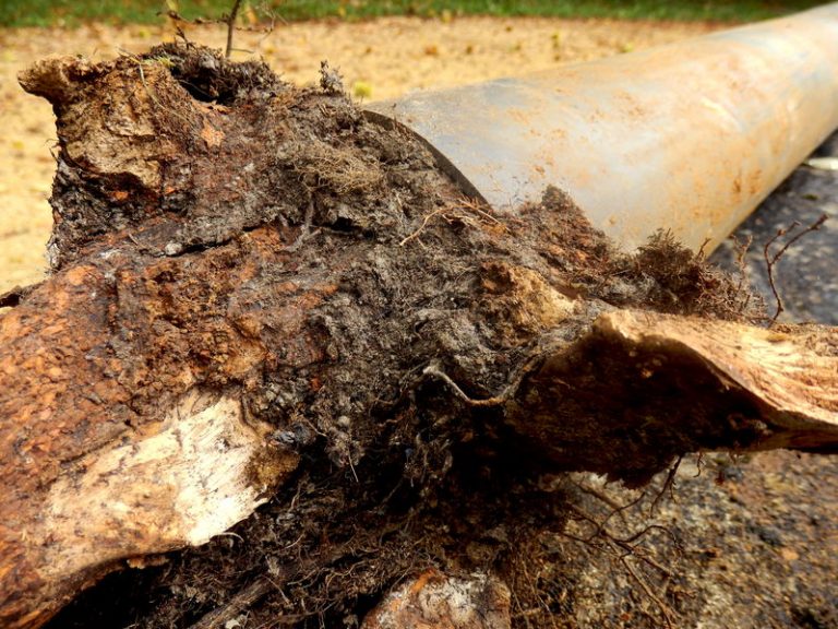 What to Do When Tree Roots Invade Your Pipes