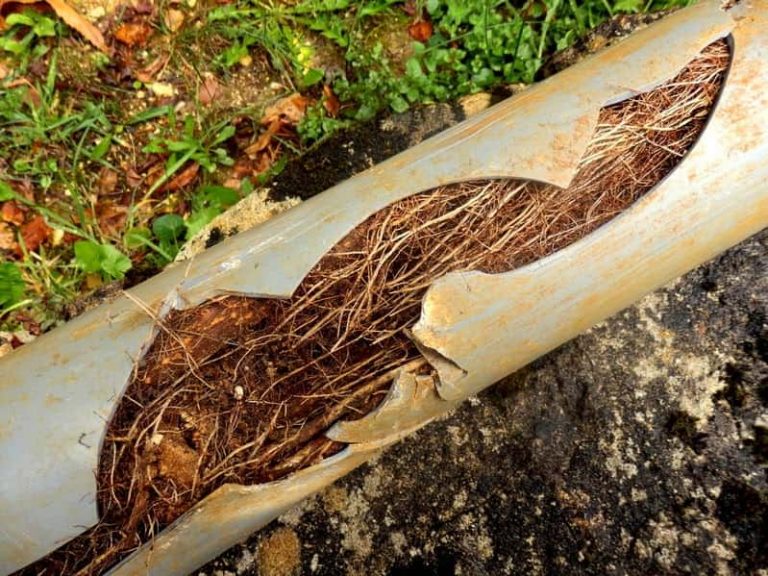 How Do Tree Roots Damage Your Pipes?