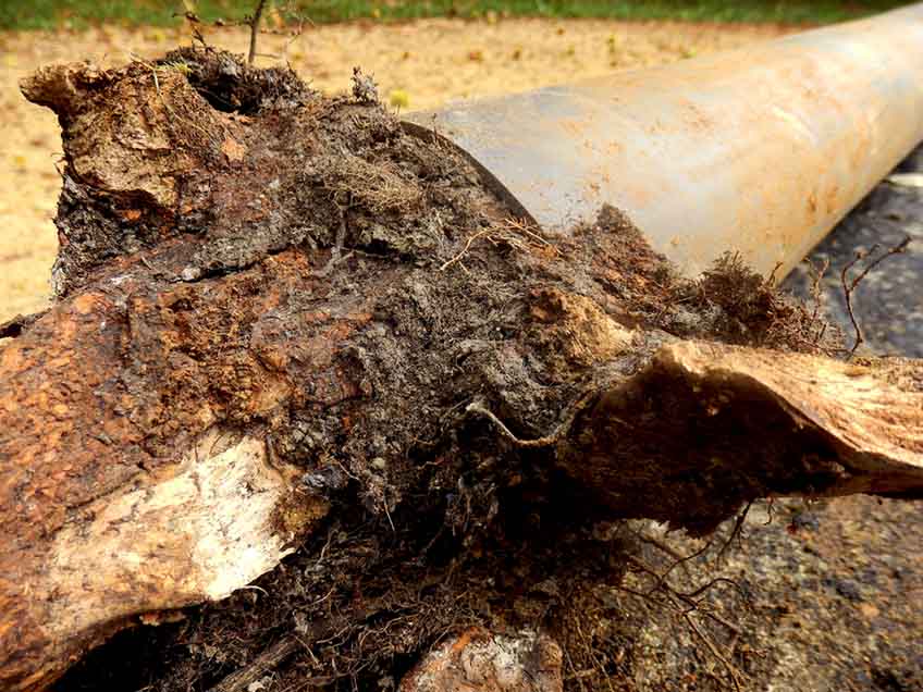 Tree roots in pipe