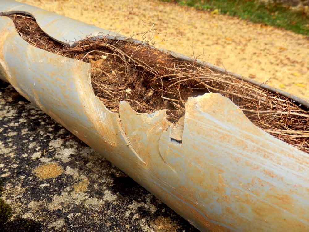 tree roots in underground pipe